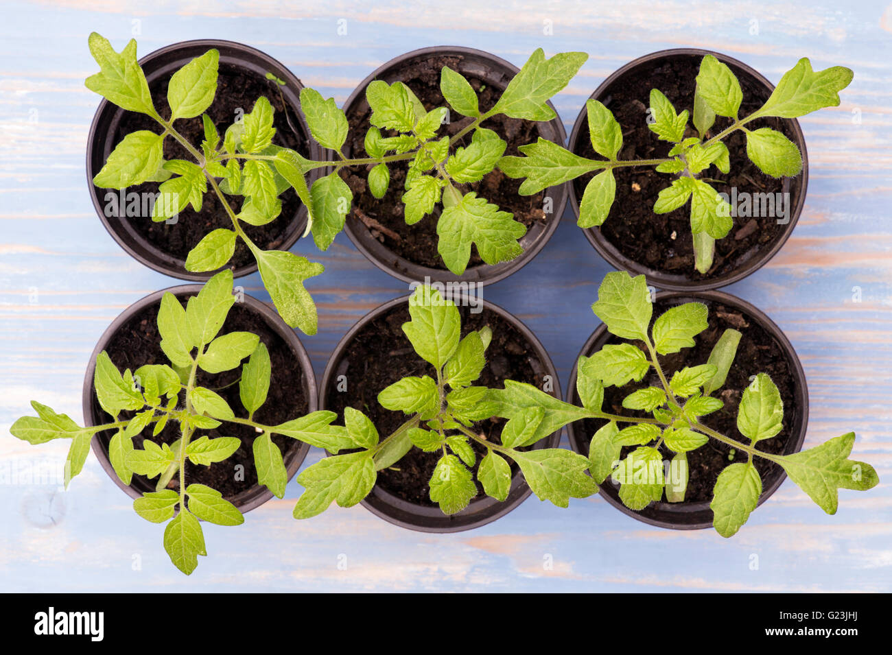 Solanum Lycopersicum. Wachsende junge Tomaten Pflanzen in Töpfen Stockfoto