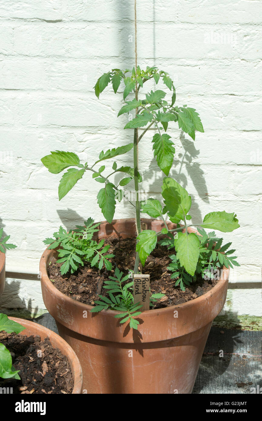 Solanum Lycopersicum. Tomatenpflanzen in Terrakotta-Töpfe in einem grünen Haus. Oxfordshire, England Stockfoto