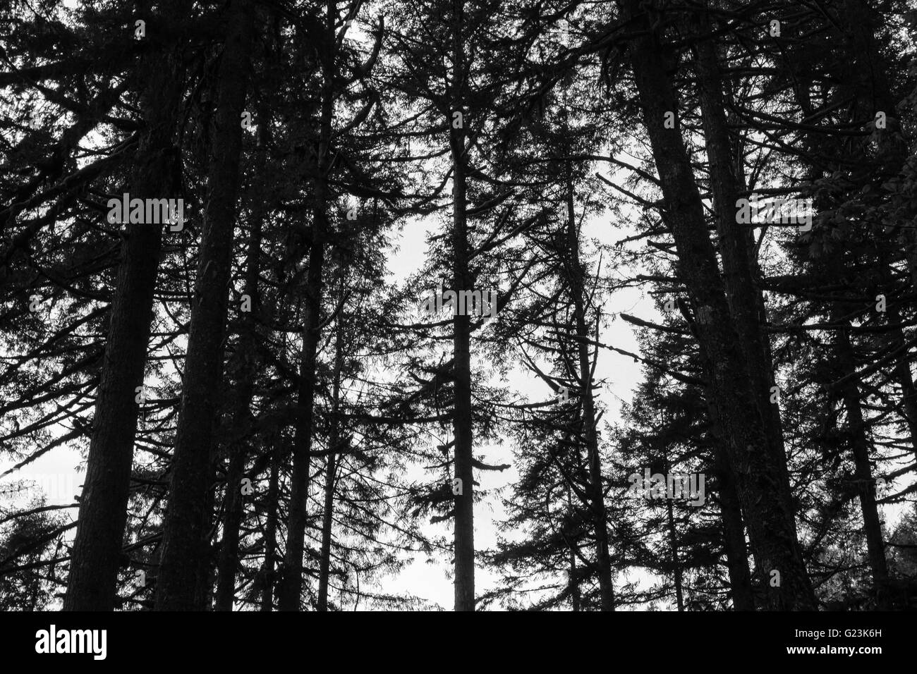 Baum-Silhouette "Black And White" Stockfoto