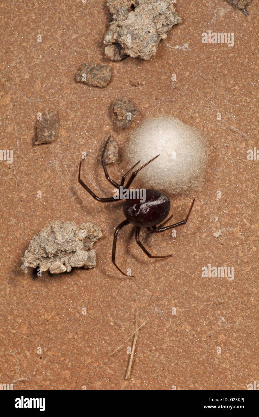 Steatoda Grossa Schrank Spinne mit seinen Ei-Sac. Stockfoto