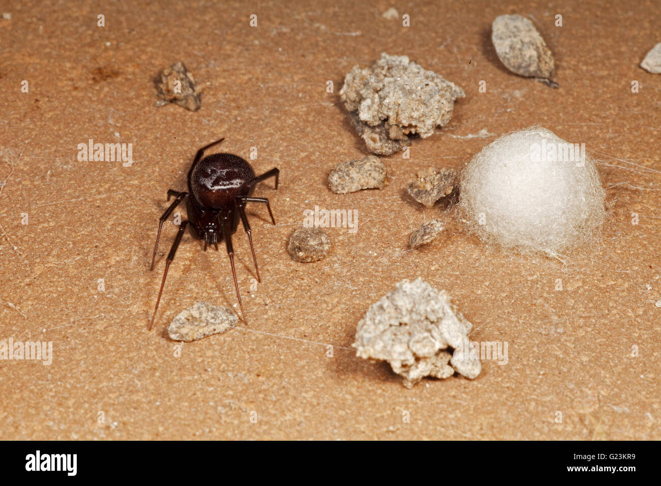 Steatoda Grossa Schrank Spinne mit seinen Ei-sac Stockfoto