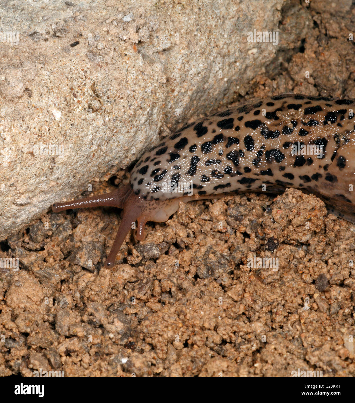 Leopard Slug Limax Maximus. Ernährt sich von anderen Schnecken. Stockfoto