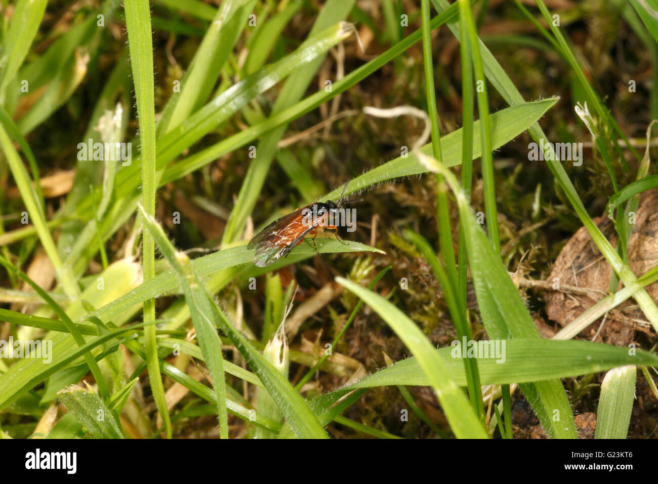 Rübe Blattwespen Athalia Rosae. Stockfoto