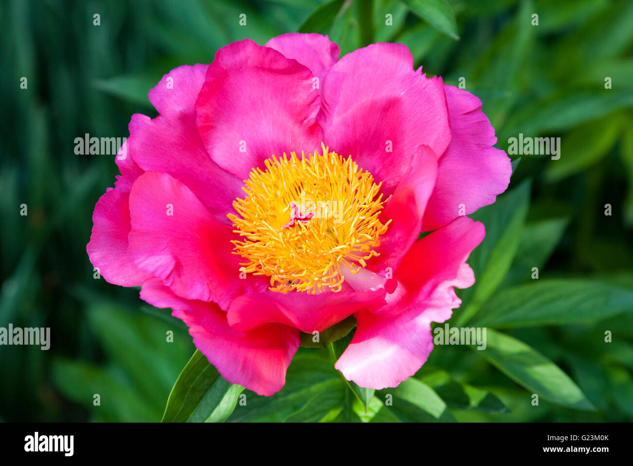 Einzelne farbige rosa und gelbe Blume Stockfoto