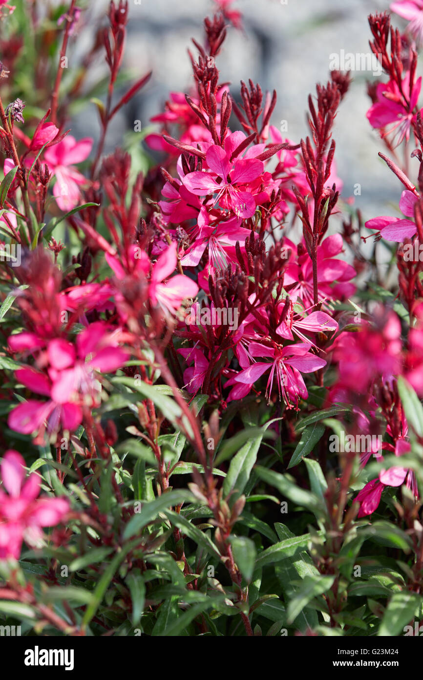 Gaura Lindheimeri, Beeblossom rosa Blumen Stockfoto