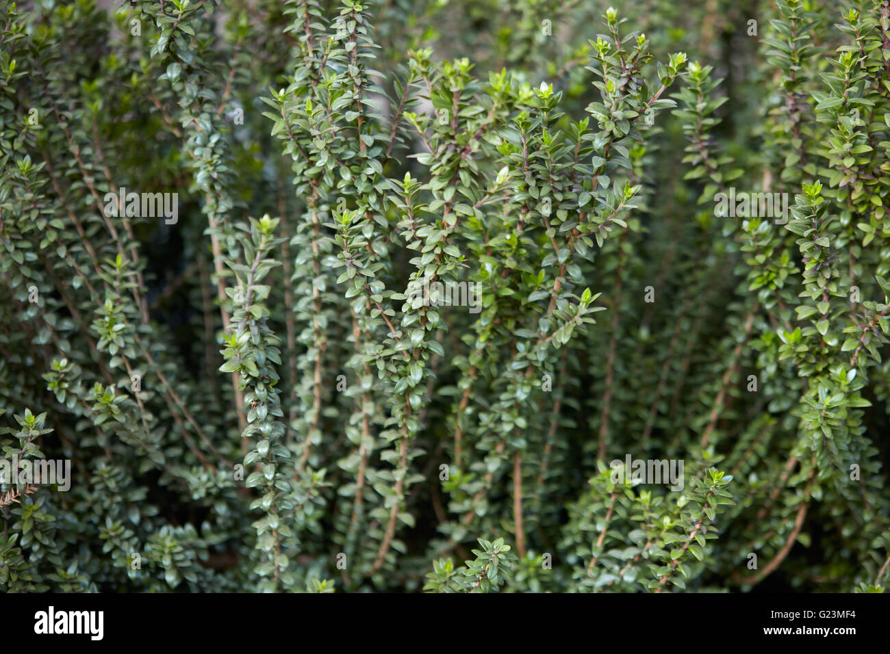 Anlage der Myrte, Myrtus Communis Hintergrund Stockfotografie Alamy