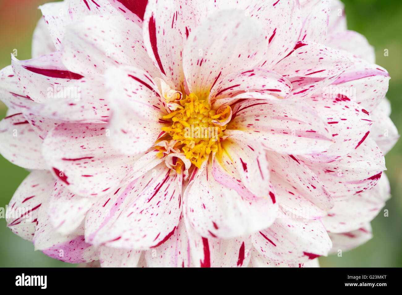 Weiße und rote Dahlie Blüte Makro, Asteraceae Stockfoto