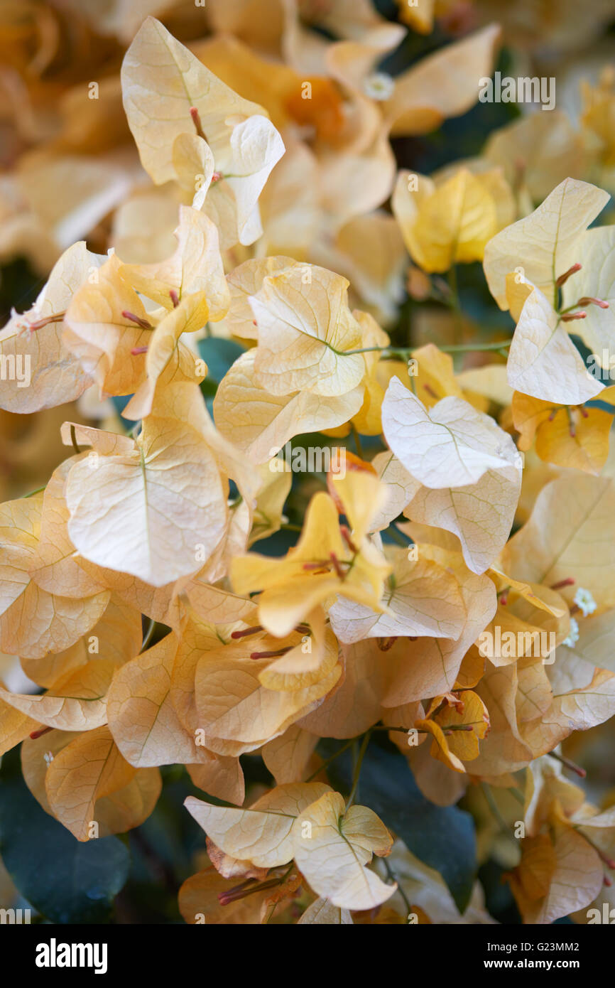 Bougainvillea, Textur gelbe Blumen Hintergrund Stockfoto