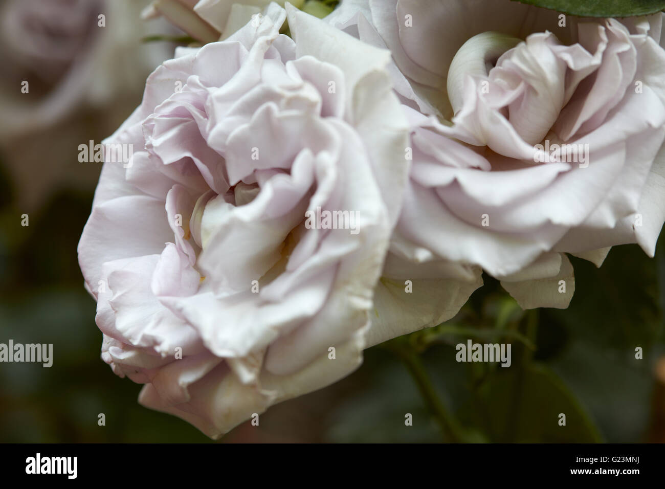Alte weiße Rosen Makro im Garten Stockfoto