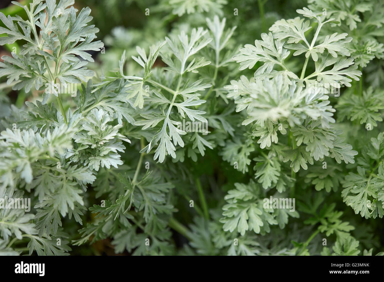 Wermutpflanze verlässt, Artemisia Absinthium Hintergrund, natürliche Farbe Stockfoto