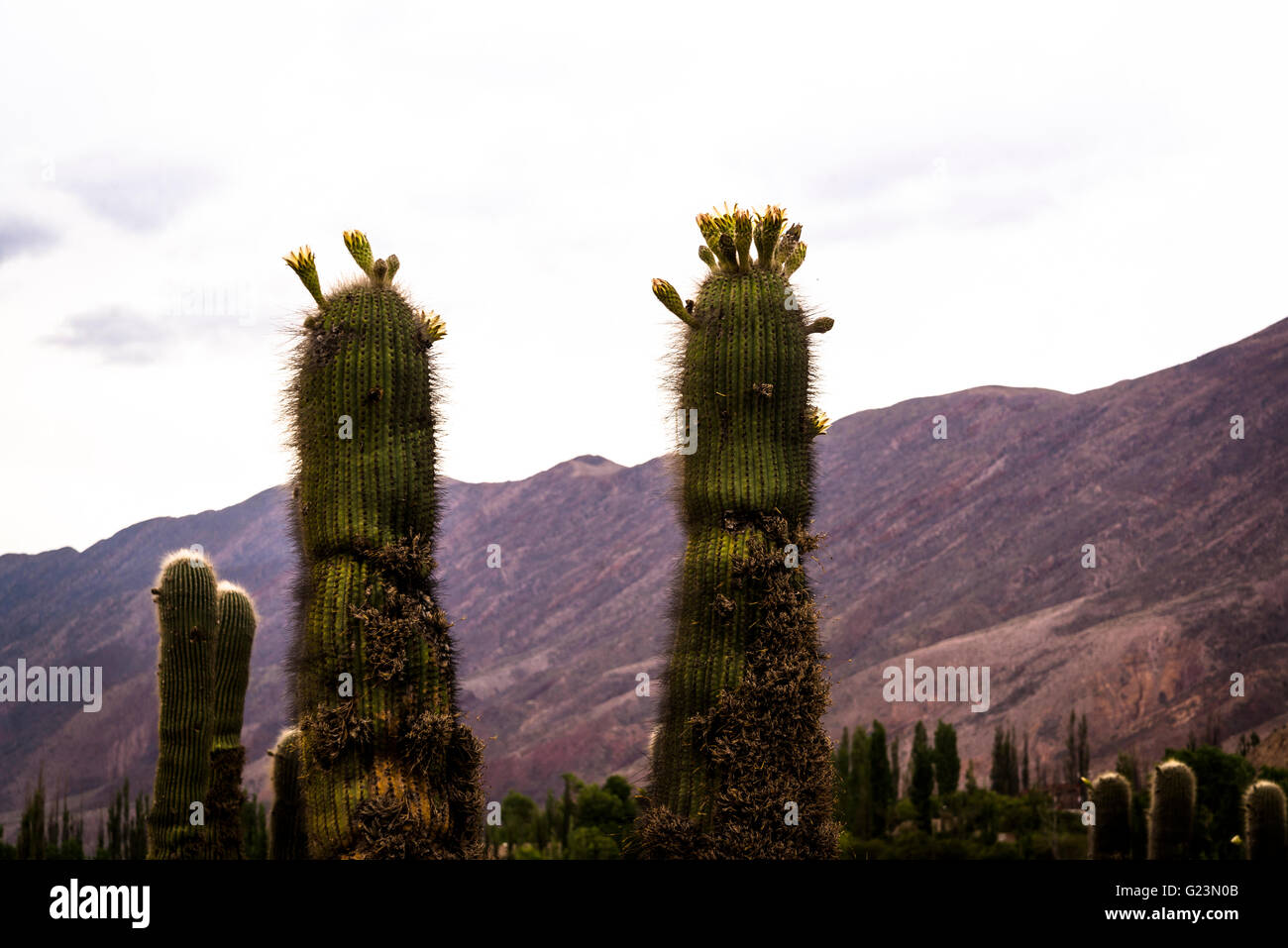 Kaktus, Quebrada de Humahuaca, Salta, Argentinien Stockfoto