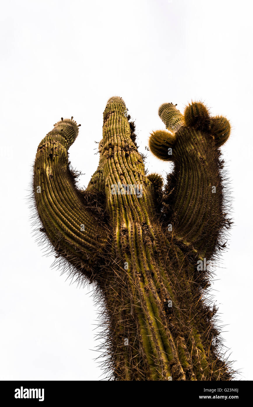 Kaktus, Quebrada de Humahuaca, Salta, Argentinien Stockfoto