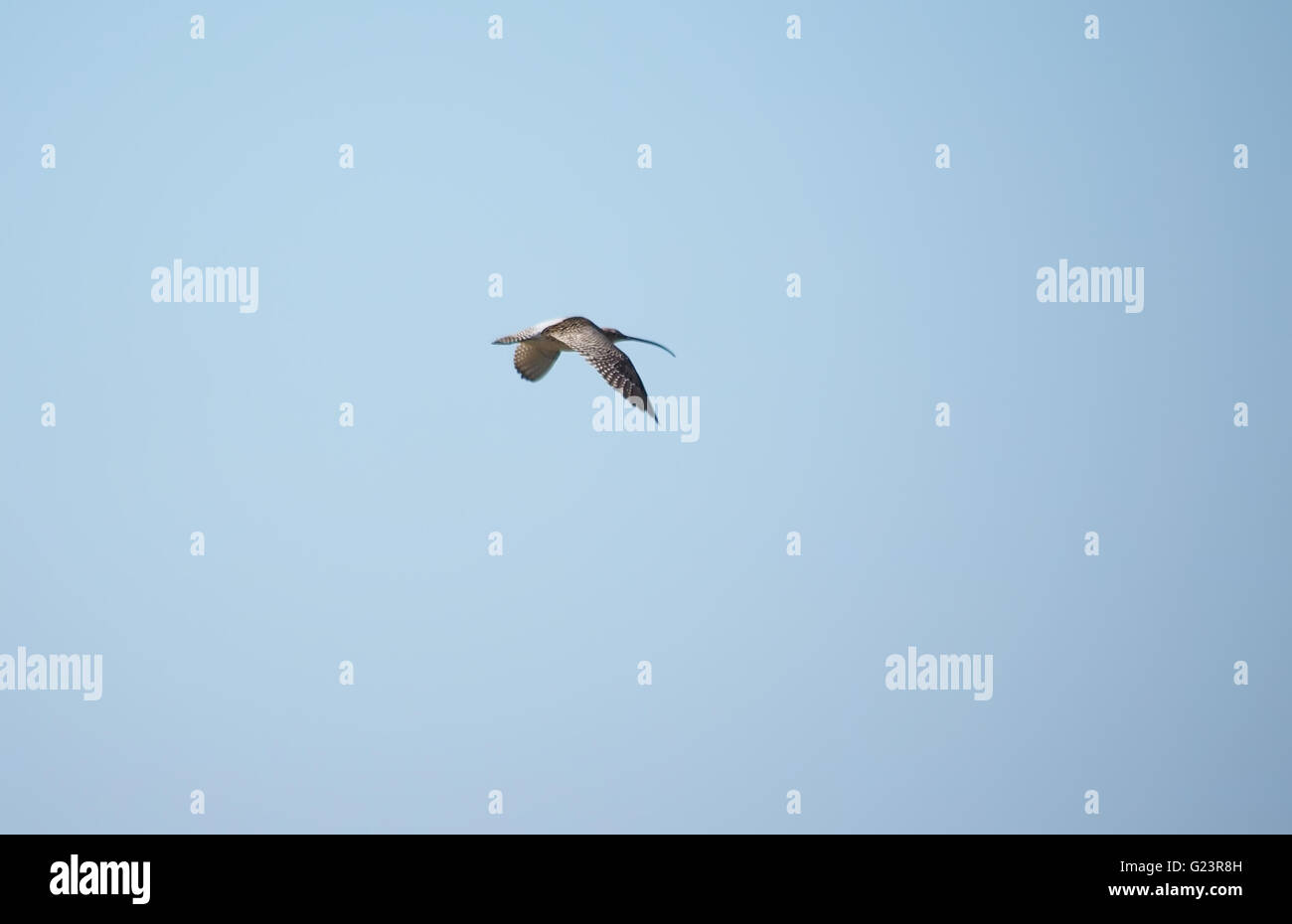 Brachvogel im Flug Stockfoto
