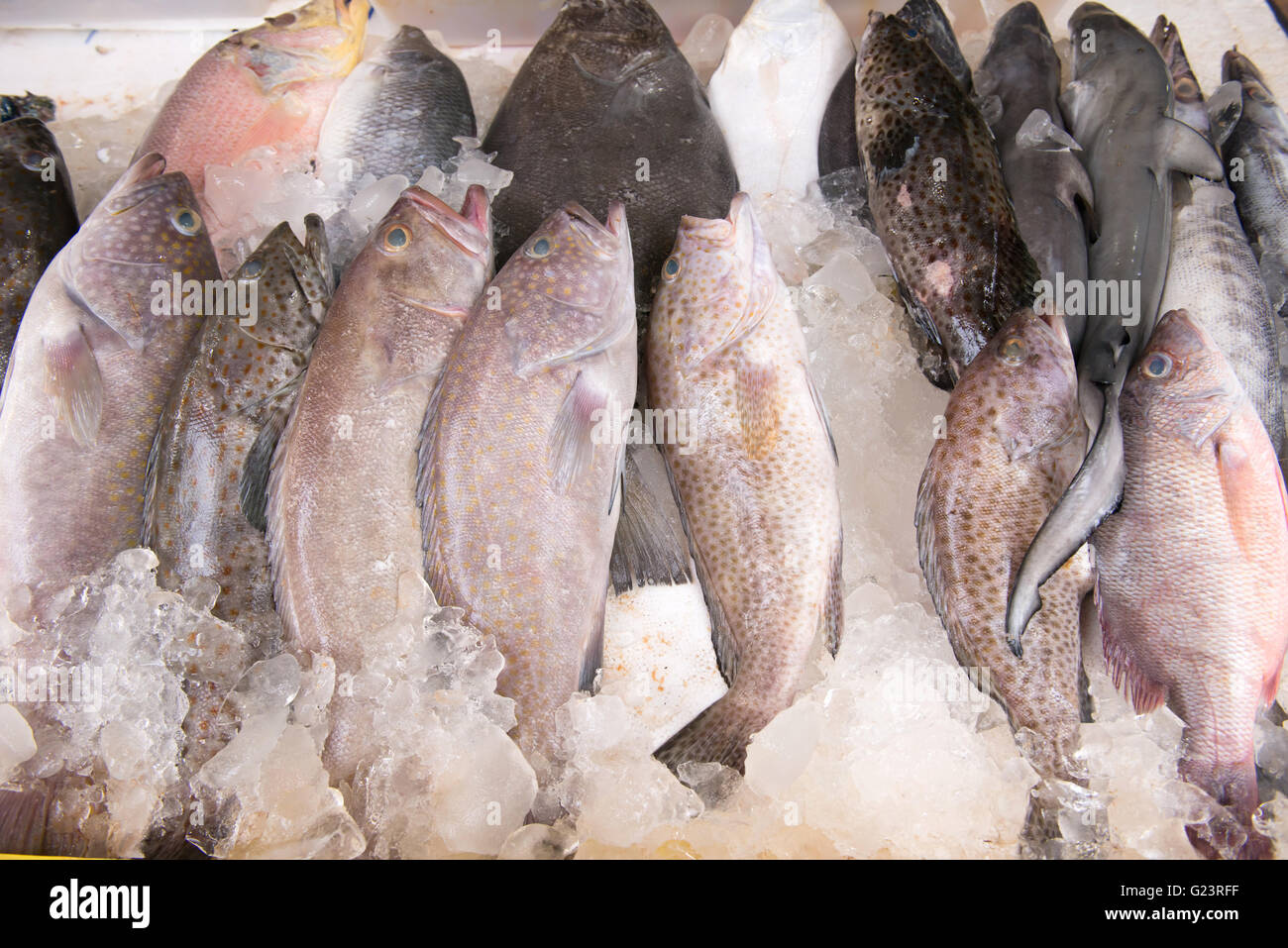 Fisch zu fangen, auf dem Eis am Fischmarkt Stockfoto