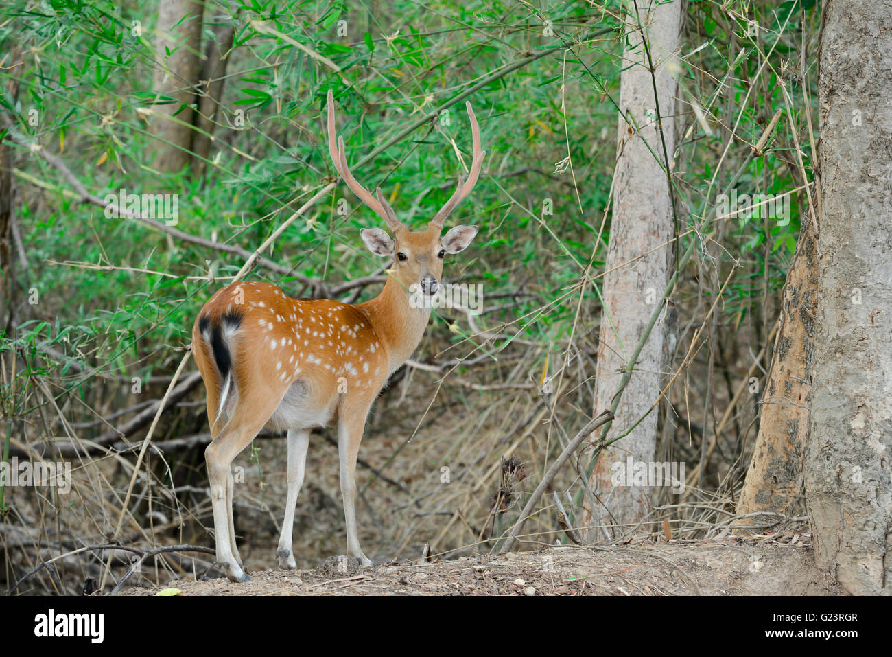 Sika Hirsche stehen allein im Wald Stockfoto