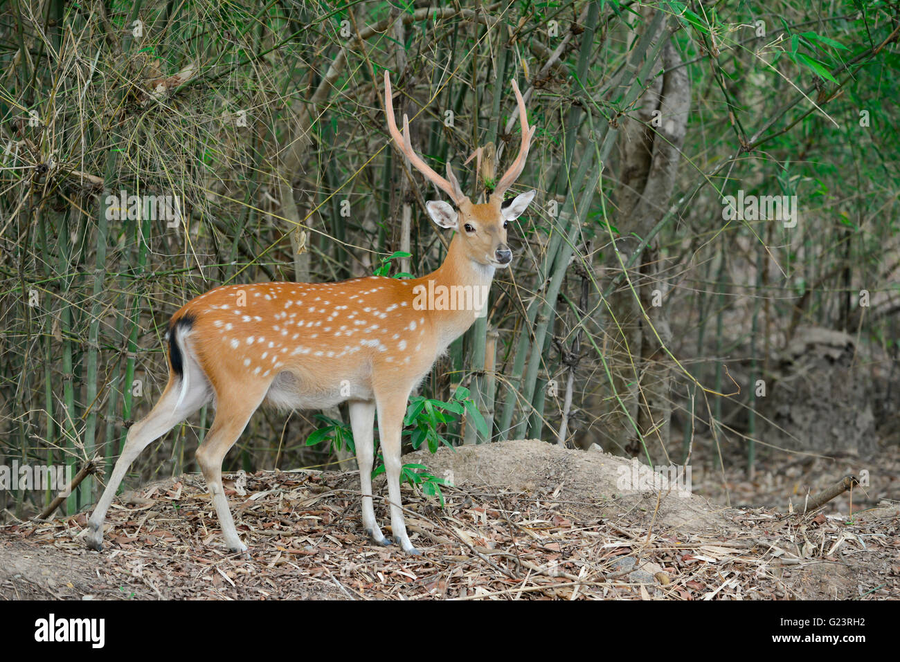 Sika Hirsche stehen allein im Wald Stockfoto