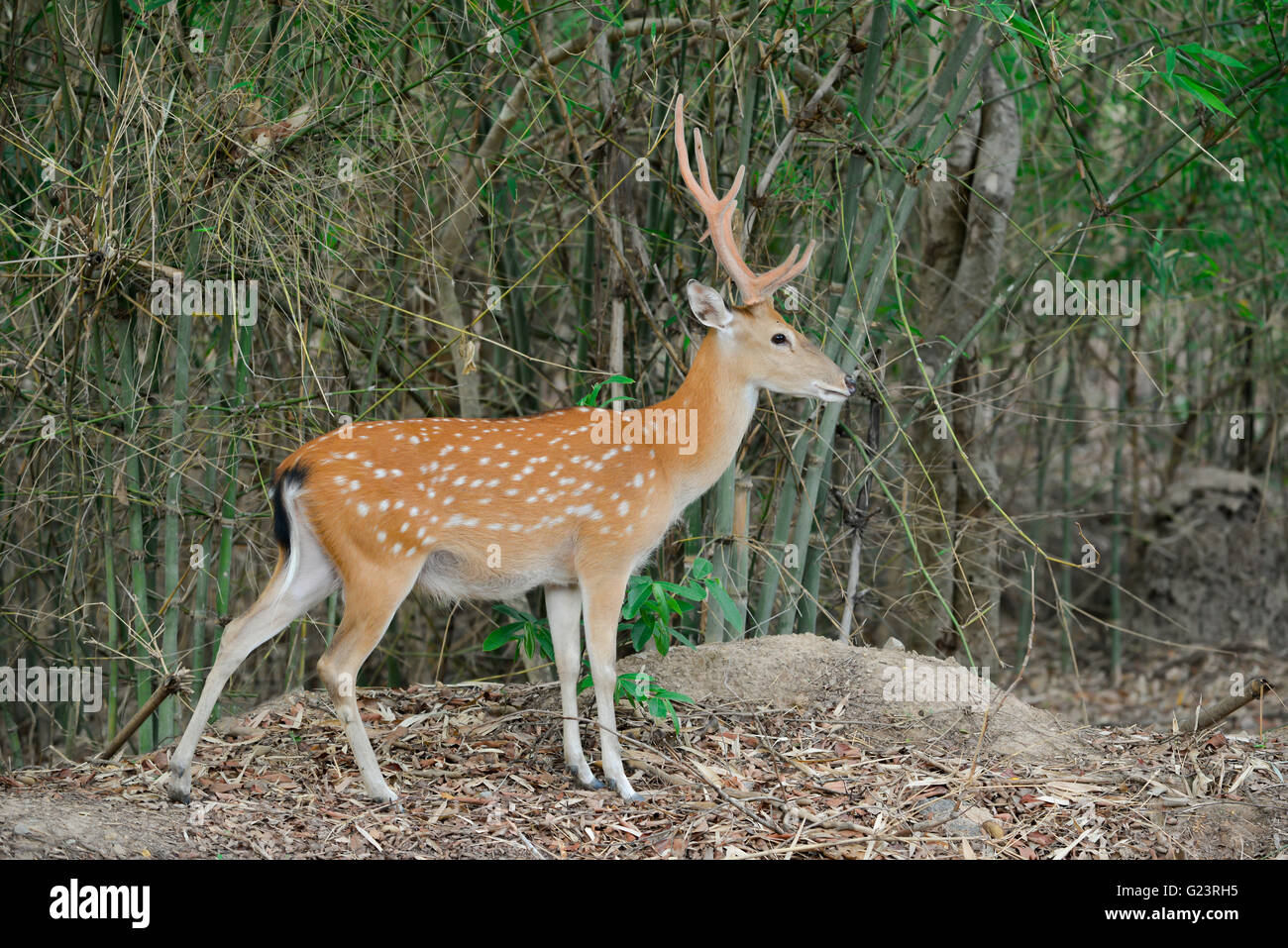 Sika Hirsche stehen allein im Wald Stockfoto
