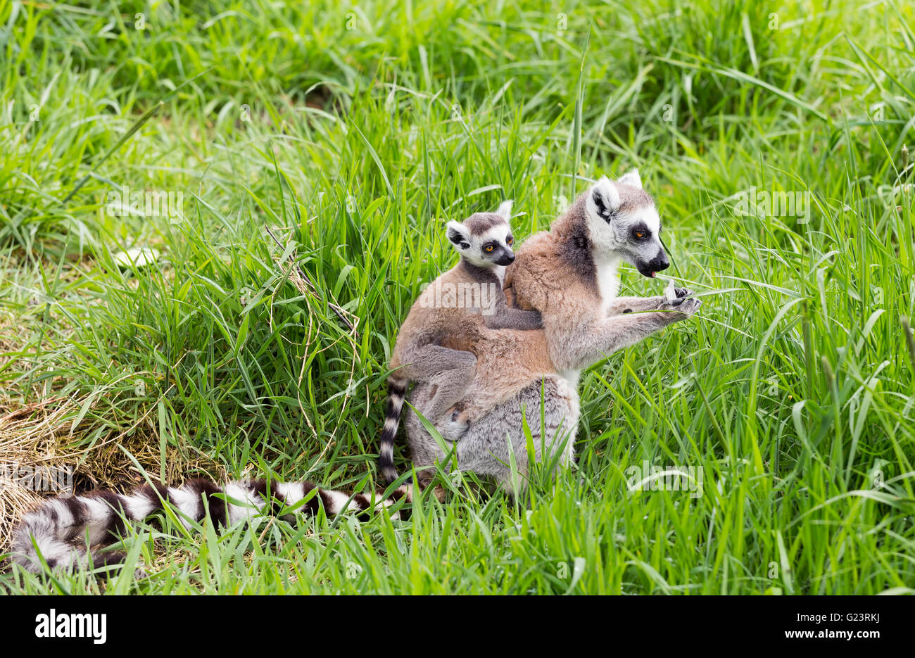 Ring-tailed Lemur junge auf ihrem Rücken zu tragen Stockfoto