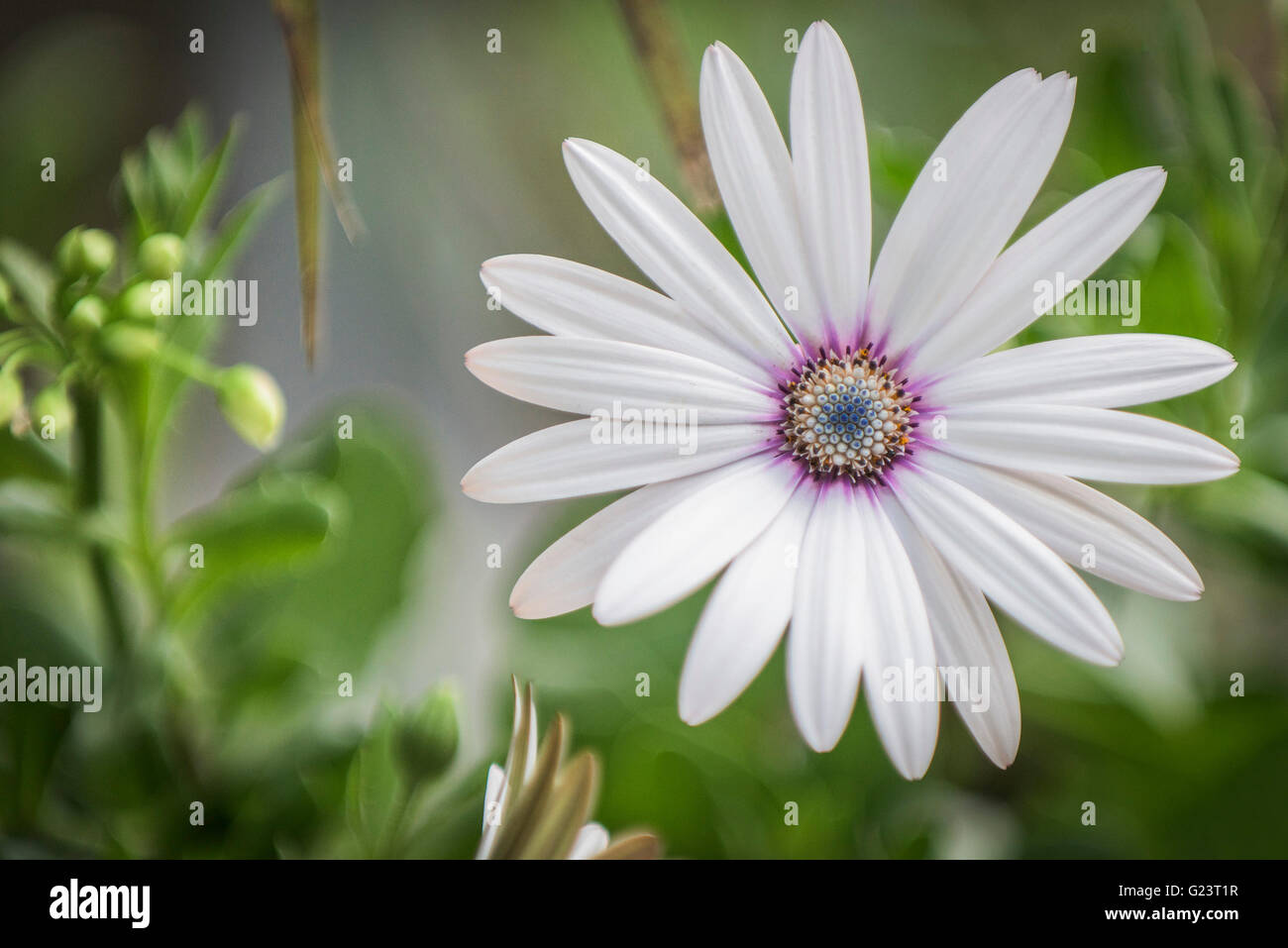 Osteospurmam. Stockfoto