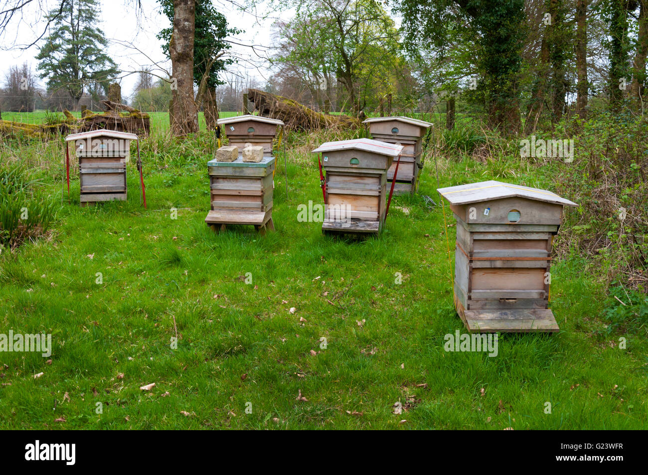 Bienenstöcke im furnished, Somerset, England, UK Stockfoto