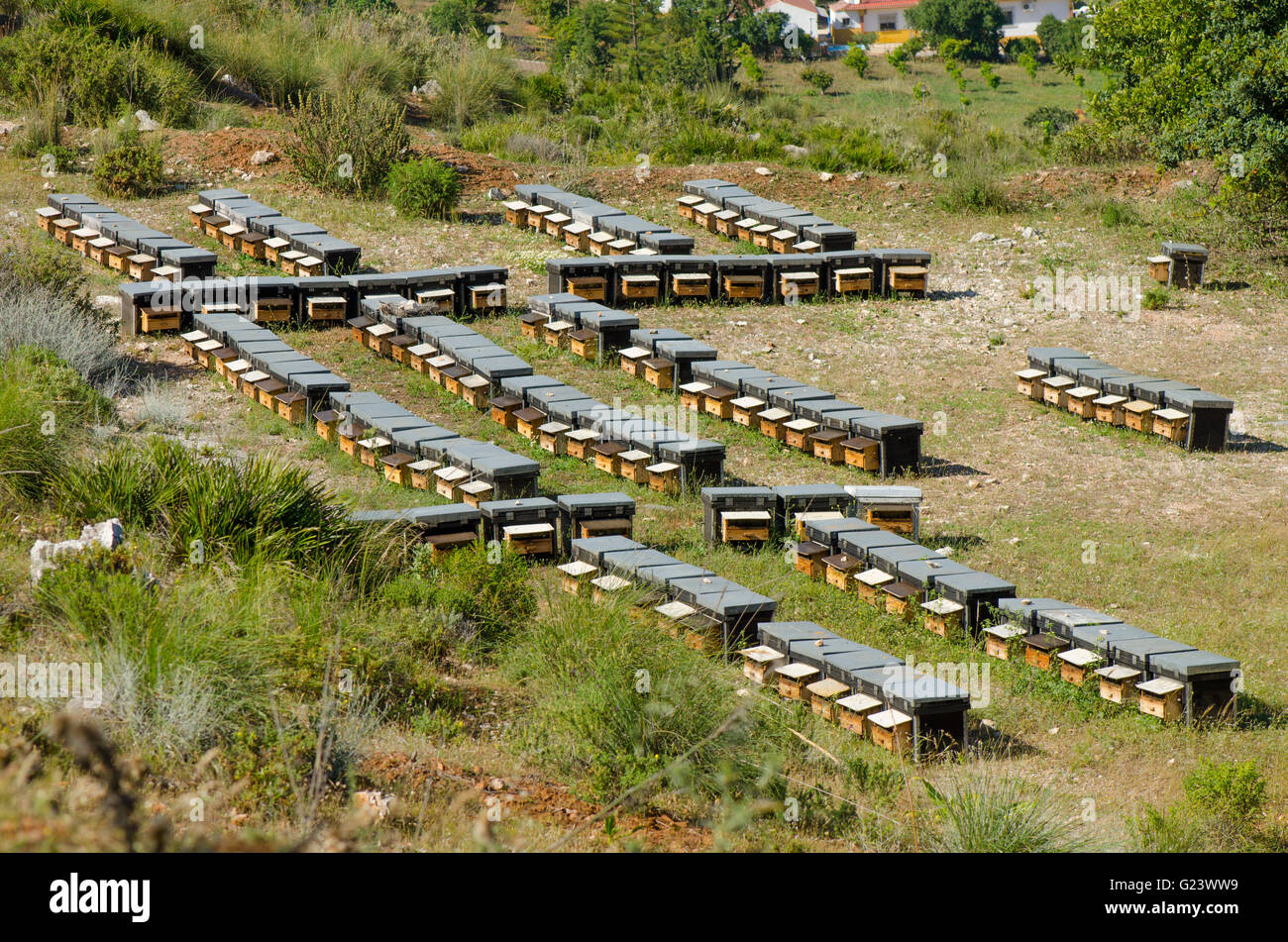 Hölzerne Bienenstöcke mit aktiven Honigbienen, Landschaften von Andalusien, Spanien. Stockfoto
