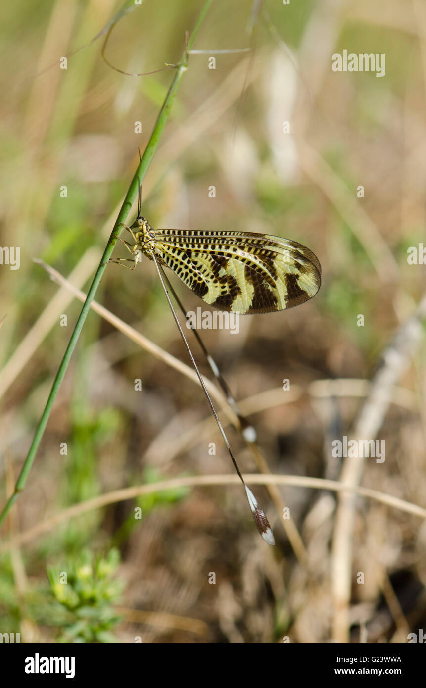 Thread-winged Florfliege, Holz Fairy, Nemoptera Bipennis, Insekt auf dem Rasen. Andalusien, Spanien. Stockfoto