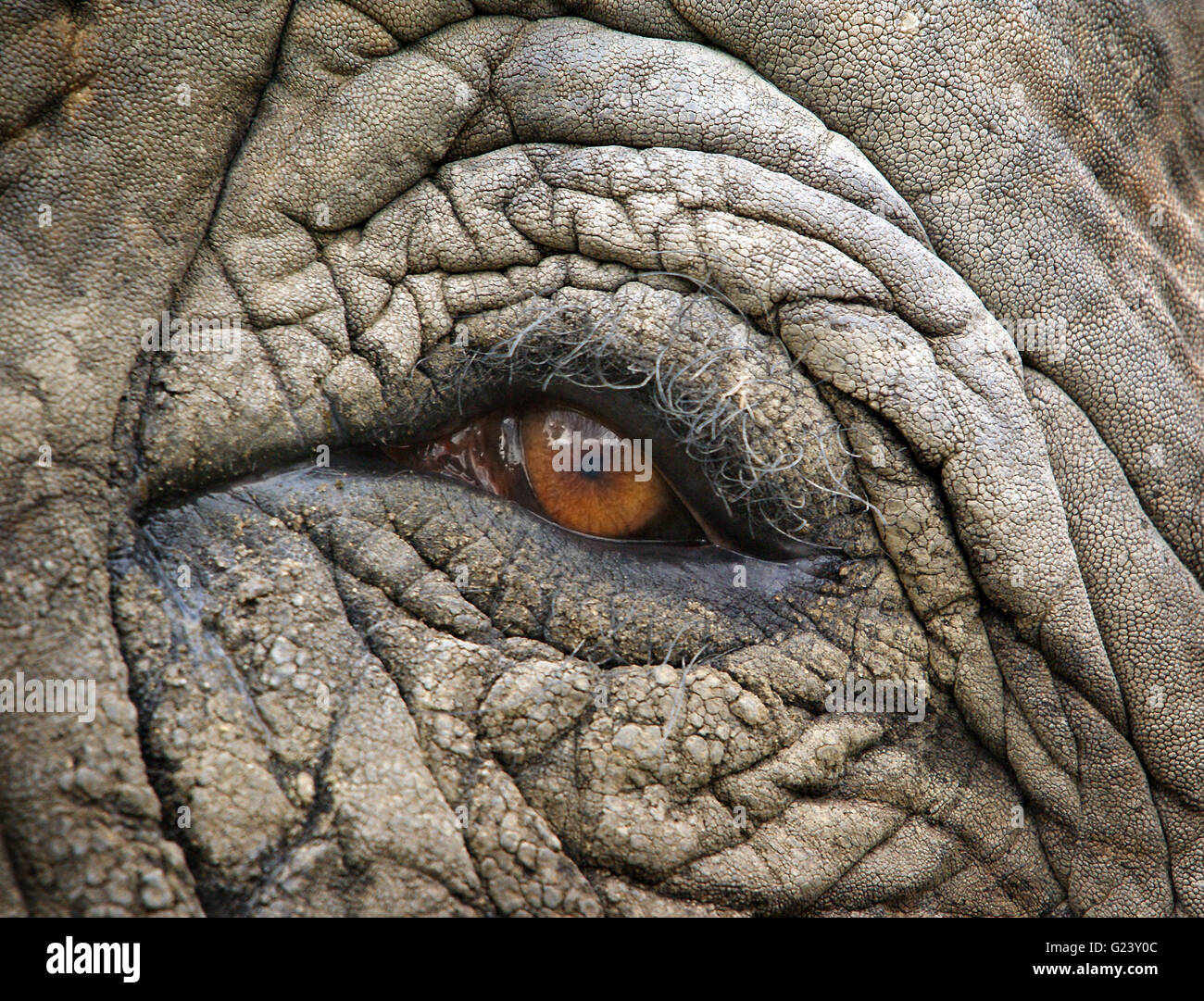 Nahaufnahme von einem Elefanten warme braune Augen berühren Stockfoto