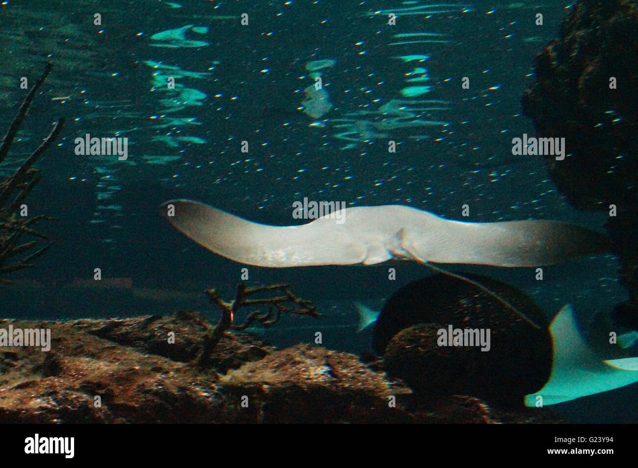 Ein Stachelrochen Schwimmen im Aquarium. Stockfoto