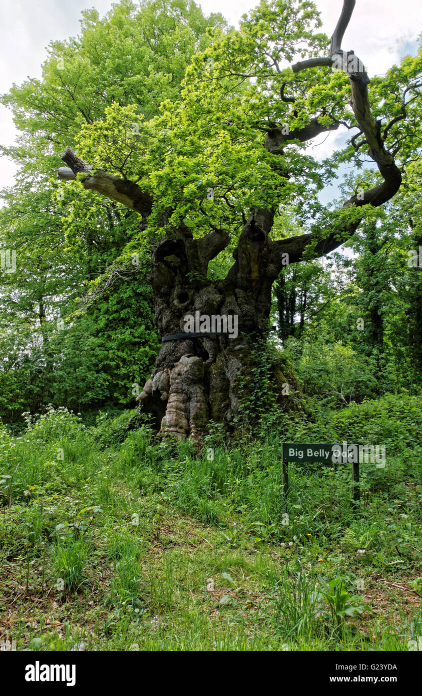 Große Baucheiche im Savernake Forest Stockfoto