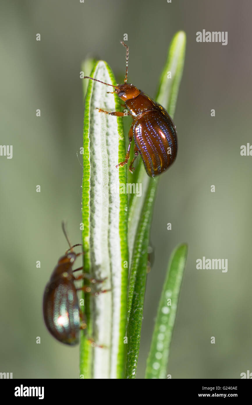 Rosmarin-Käfer (Chrysolina Americana). Irisierende Getreidehähnchen in der Familie Crysomelidae, auf Foodplant Rosmarinus officinalis Stockfoto