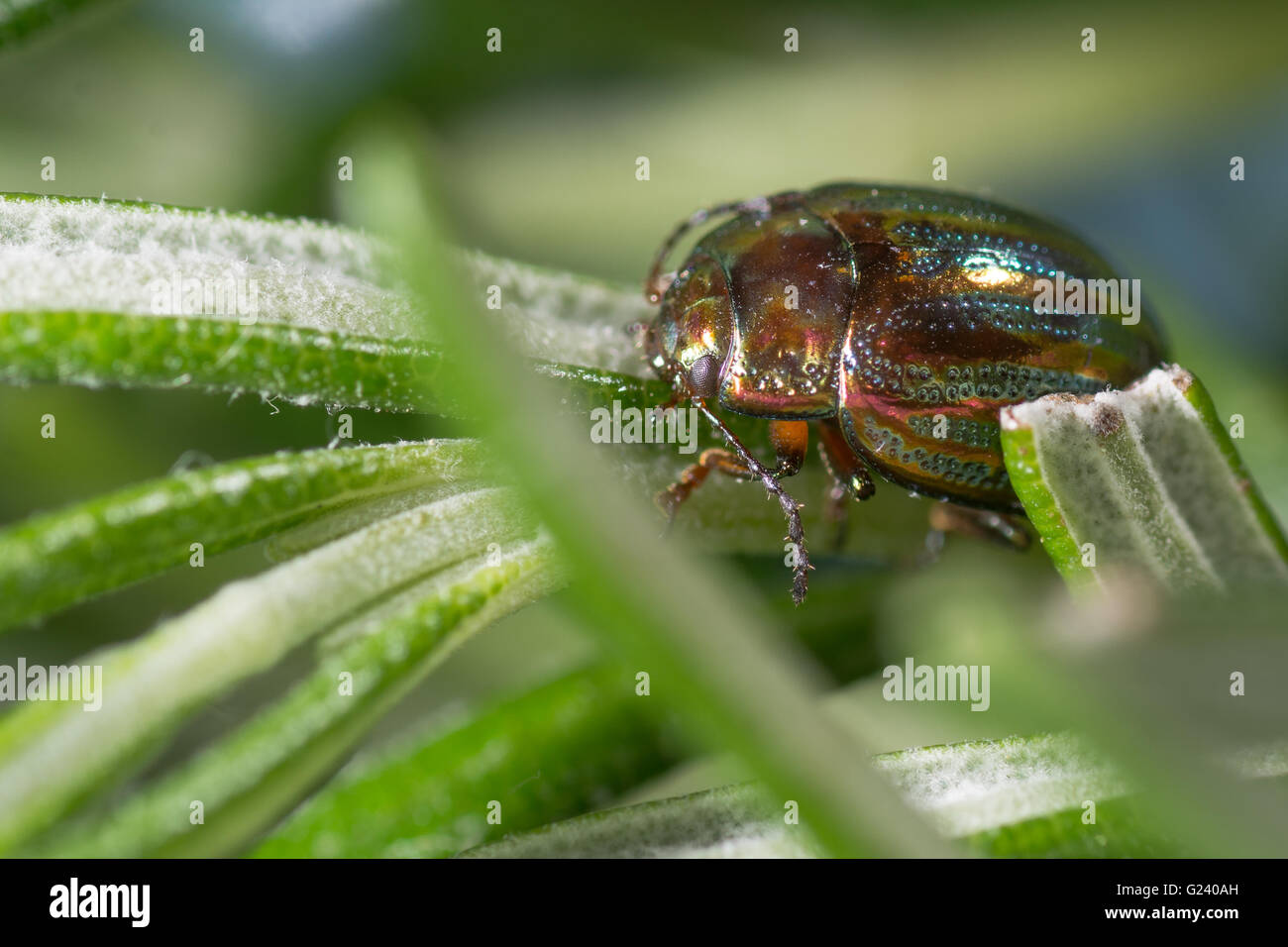 Rosmarin-Käfer (Chrysolina Americana). Irisierende Getreidehähnchen in der Familie Crysomelidae, auf Foodplant Rosmarinus officinalis Stockfoto