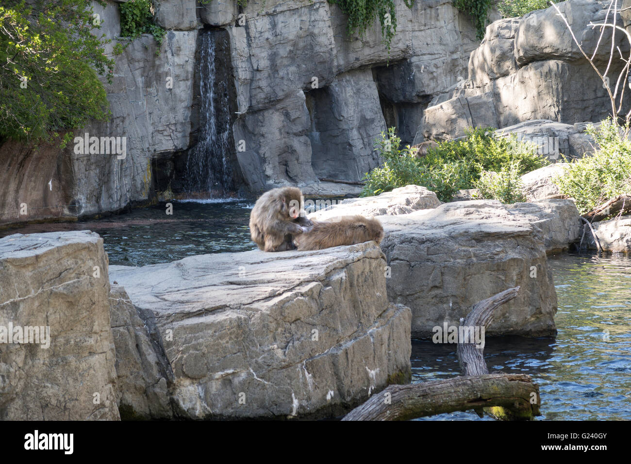 Schneeaffen im Central Park Zoo, NYC, USA Stockfoto