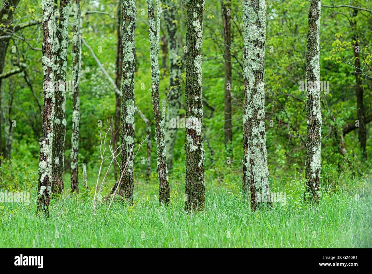 Ein Wäldchen Flechten bedeckten wachsen in einem Feld des Grases mitten in einem Wald im Shenandoah National Park, Virginia, USA. Stockfoto