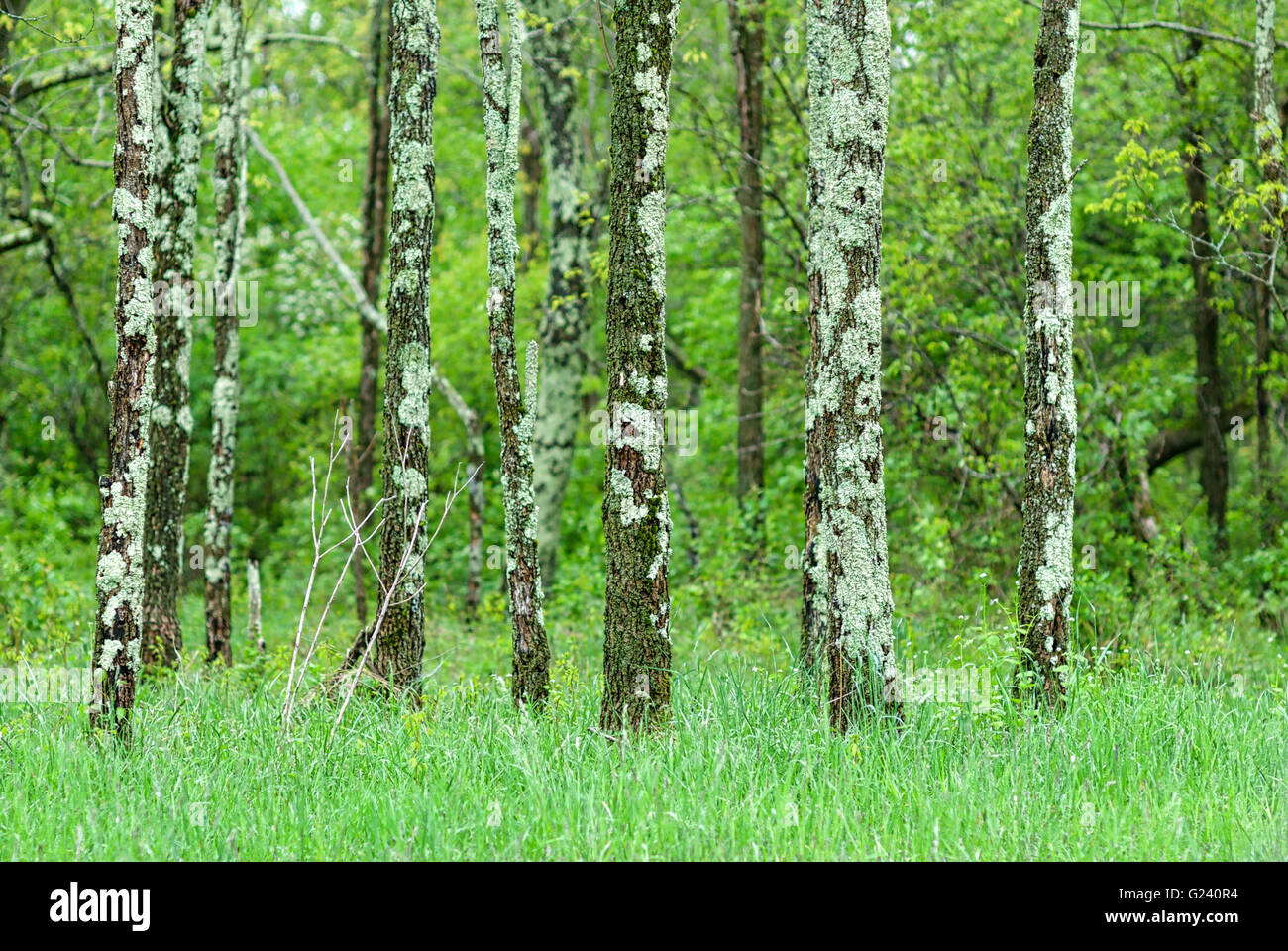 Ein Wäldchen Flechten bedeckten wachsen in einem Feld des Grases mitten in einem Wald im Shenandoah National Park, Virginia, USA. Stockfoto