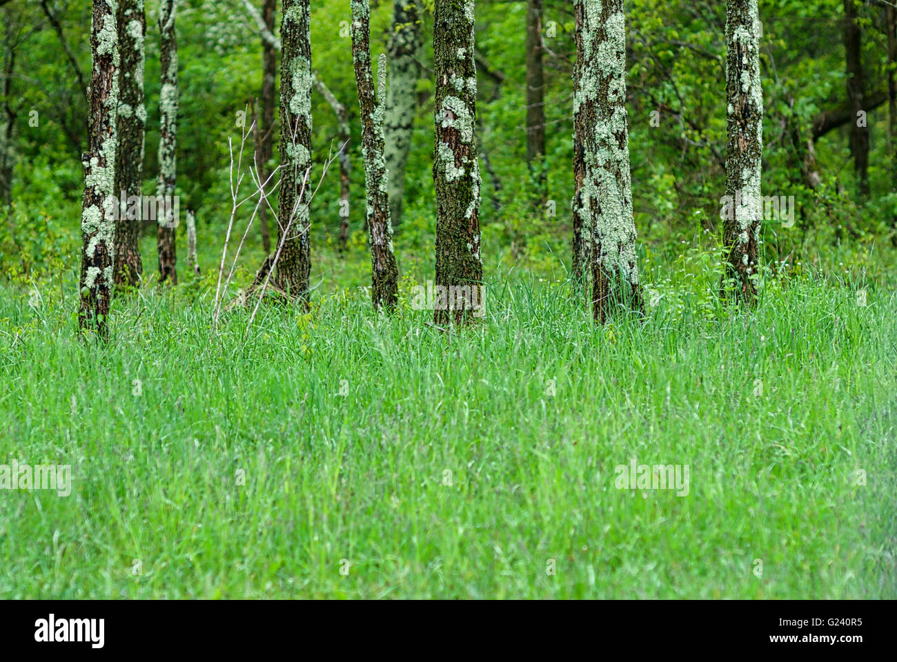 Ein Wäldchen Flechten bedeckten wachsen in einem Feld des Grases mitten in einem Wald im Shenandoah National Park, Virginia, USA. Stockfoto