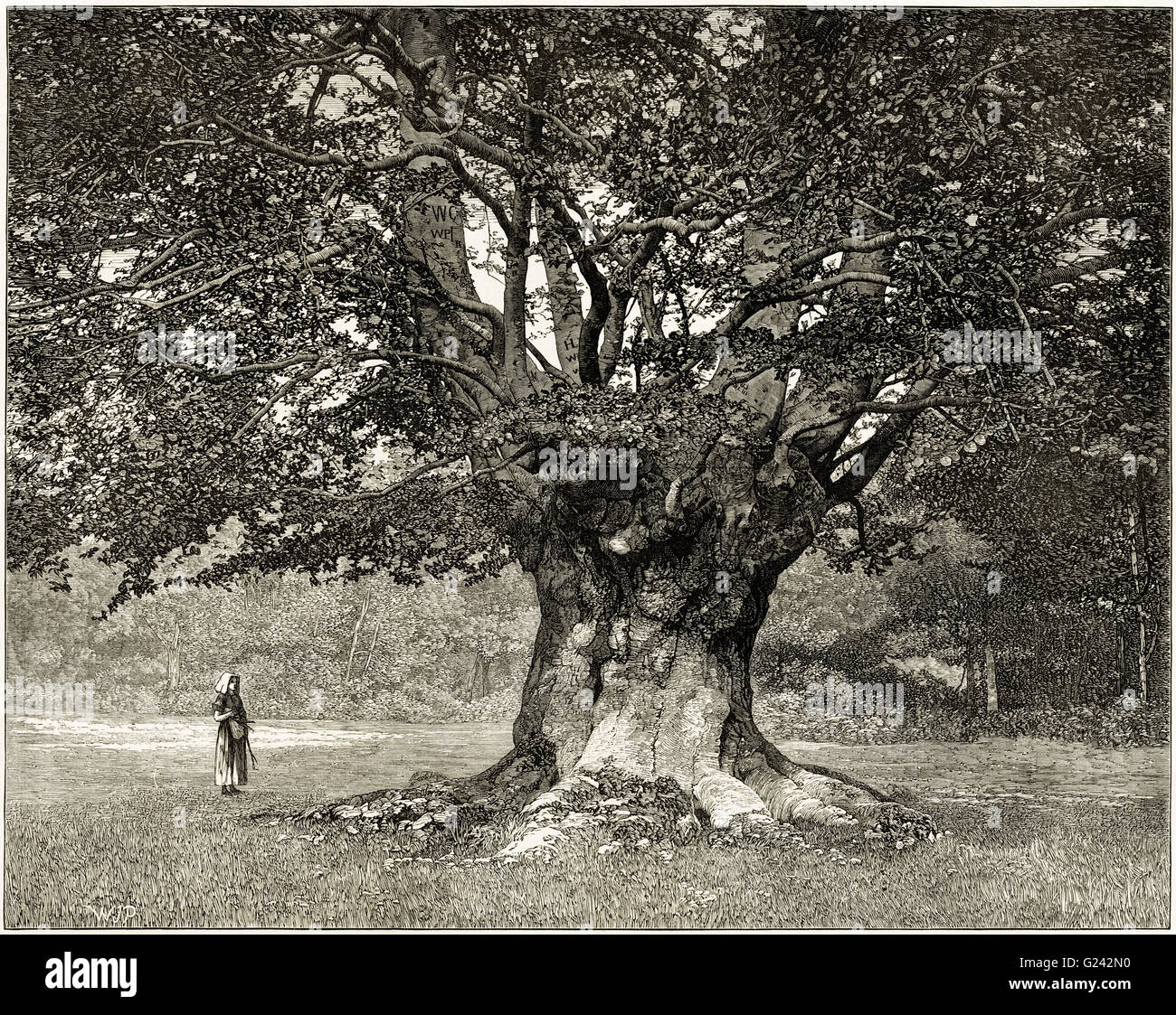 Eines der Burnham Beeches in den Stürmen der Juli 1875 umgeweht. Viktorianische Holzschnitt Gravur datiert 1875 Stockfoto