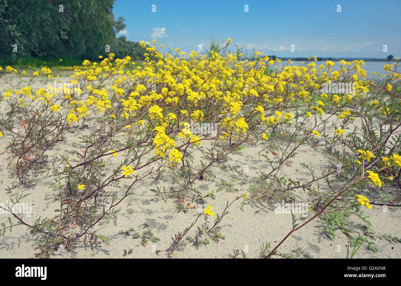 Goldentuft Alyssum Blumen im Sand Boden Stockfoto