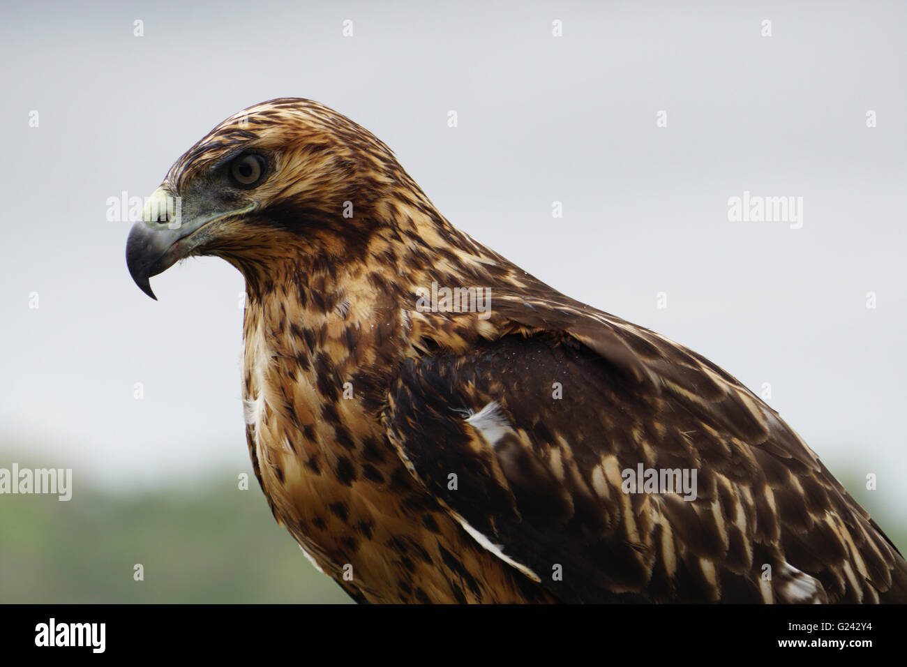 Galapagos-Falke (Buteo Galapagoensis) auf einem Felsen. Dieser Raubvogel stammt aus den Galapagos-Inseln, wo es ernährt sich von einer Breite v Stockfoto