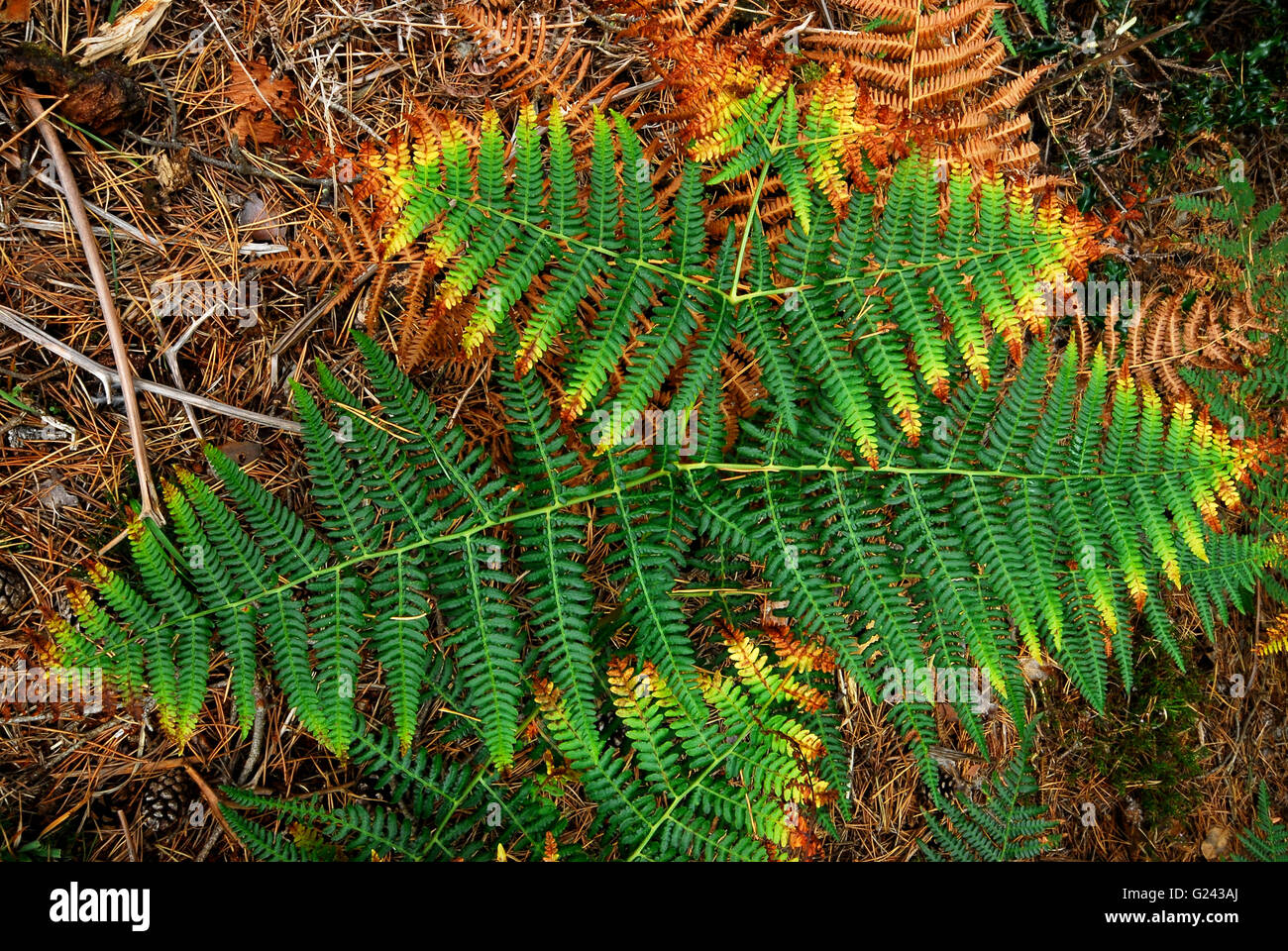 Bracken im Herbst Stockfoto
