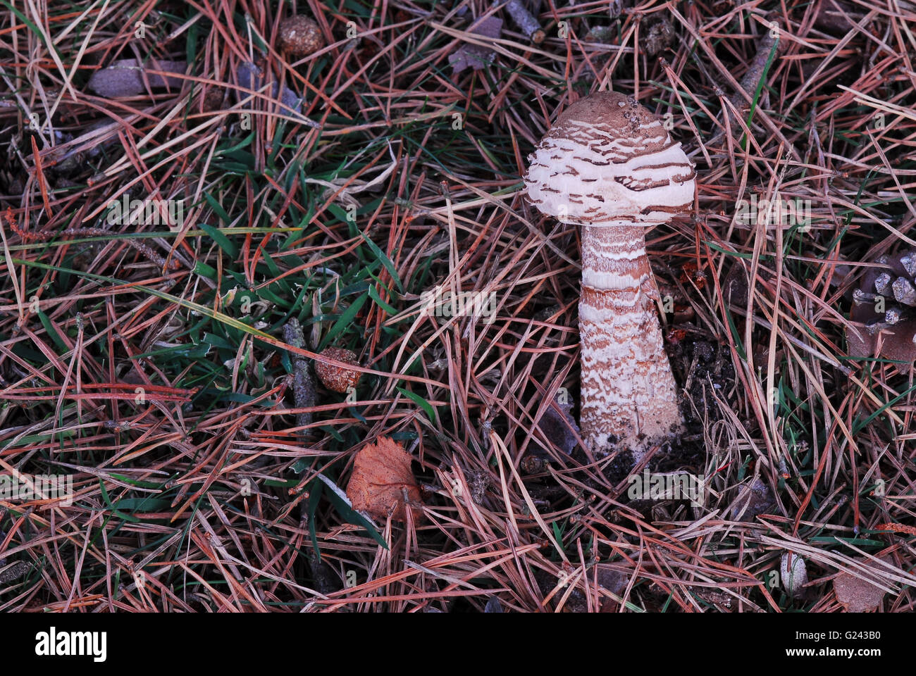 Sonnenschirm-Fliegenpilz Stockfoto