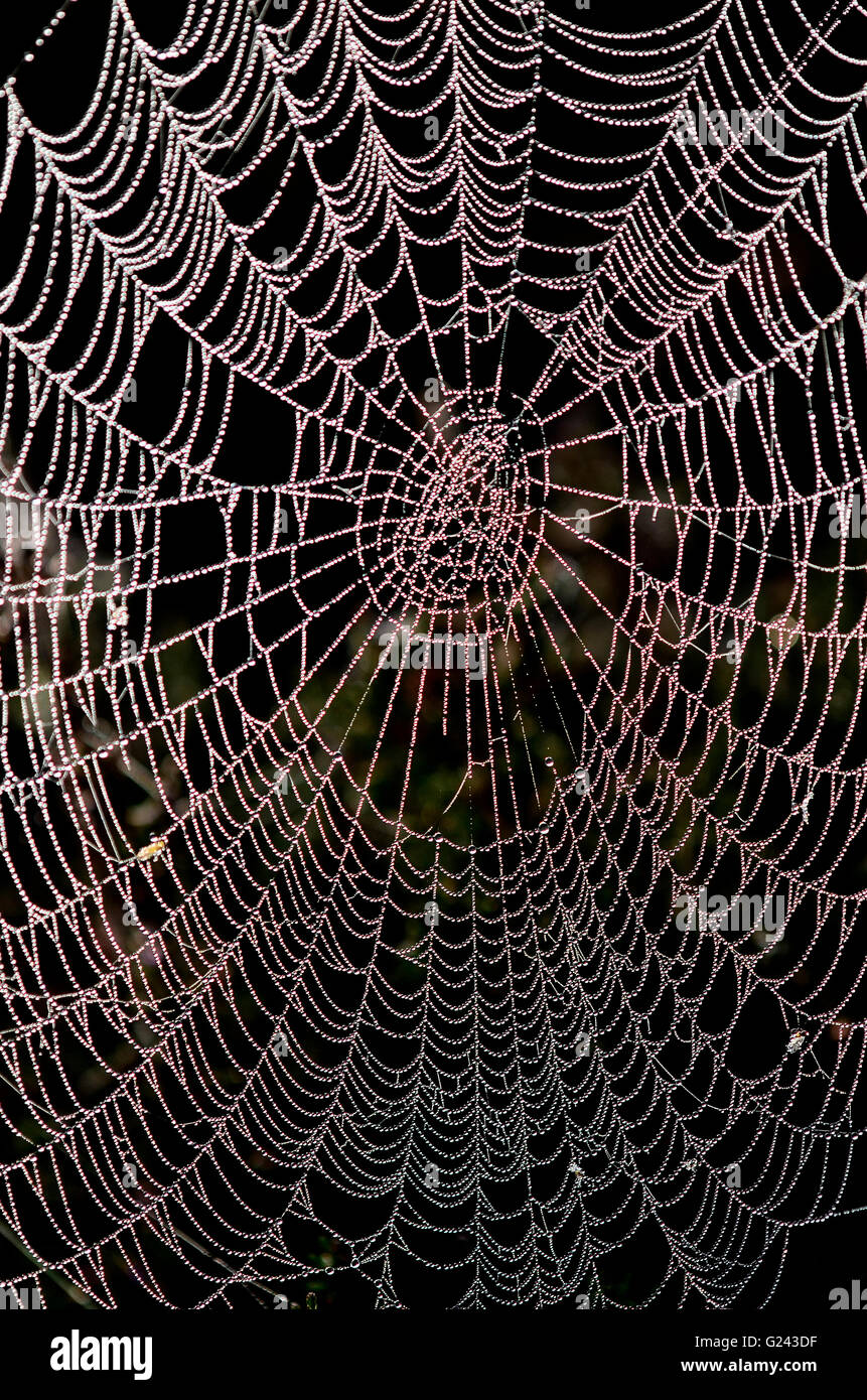 Tau beladen Orb Spinner Spinnennetz Stockfoto
