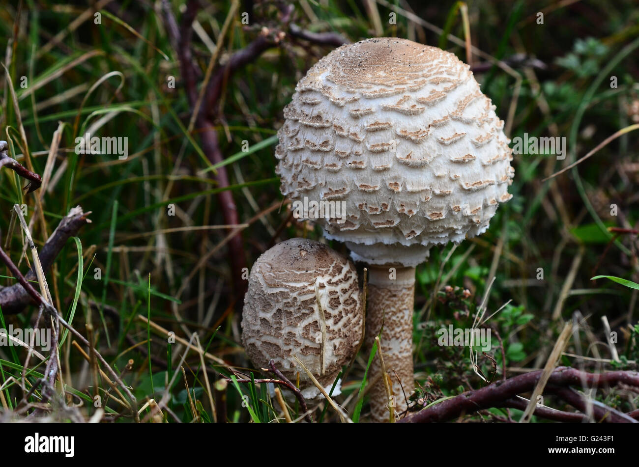 Sonnenschirm-Fliegenpilz Stockfoto