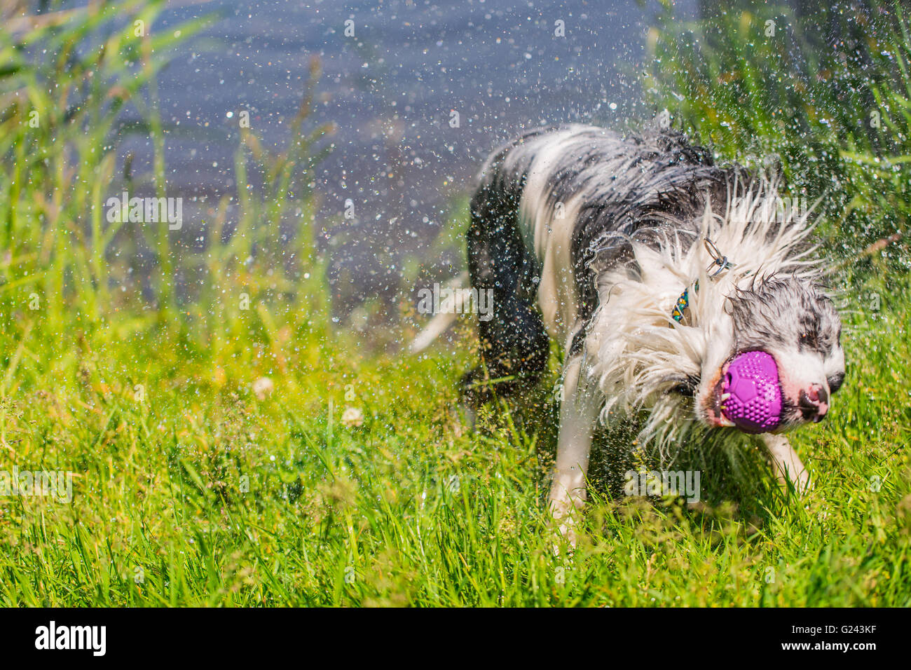 Lustige Border Collie schüttelt das Wasser Stockfoto