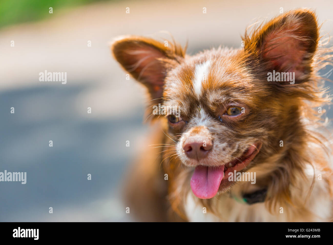 Niedliche Porträt Chihuahua in der Wiese Stockfoto