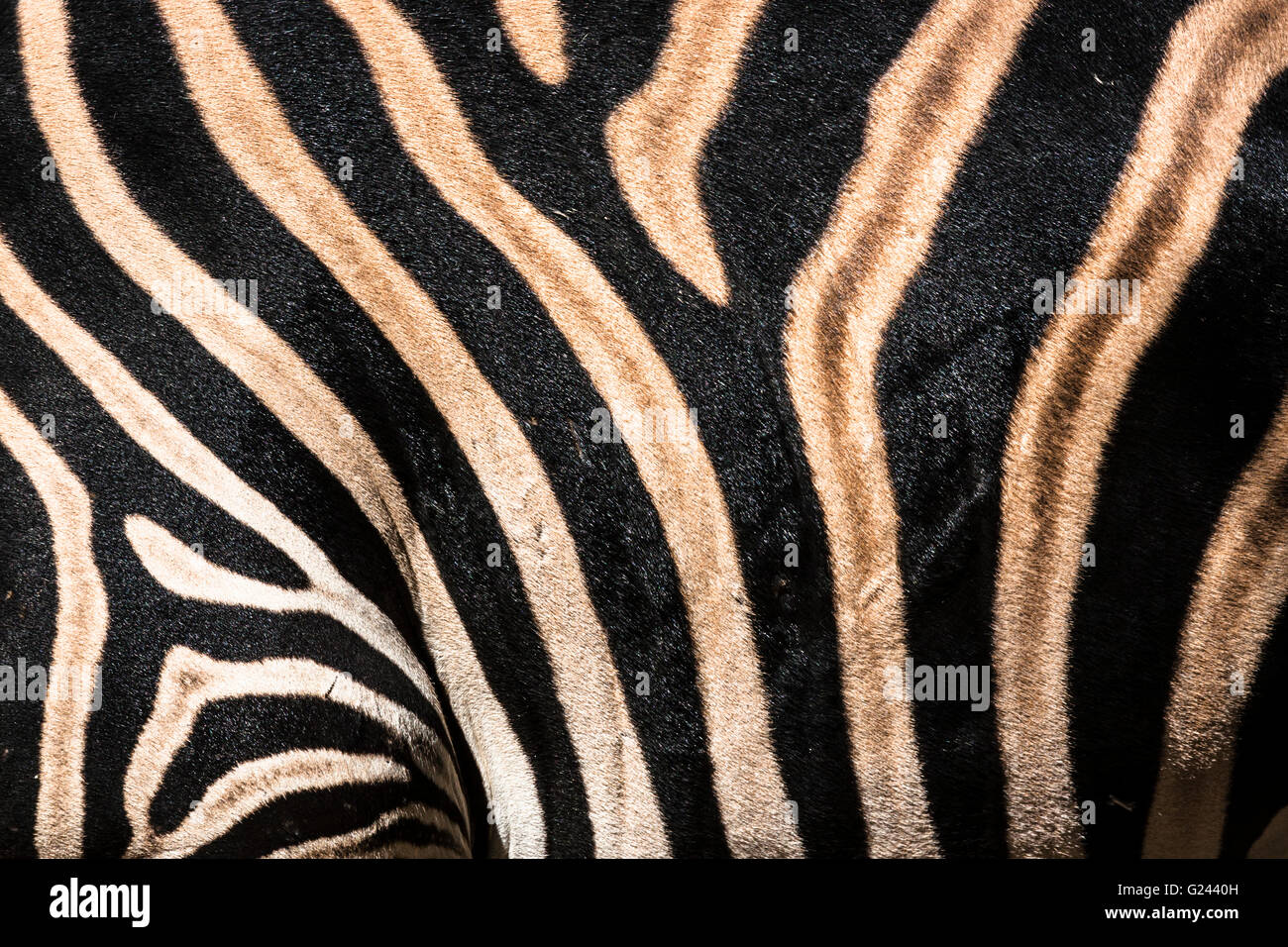 Detail der Equus Quagga Chapmani Zebrastreifen. Stockfoto