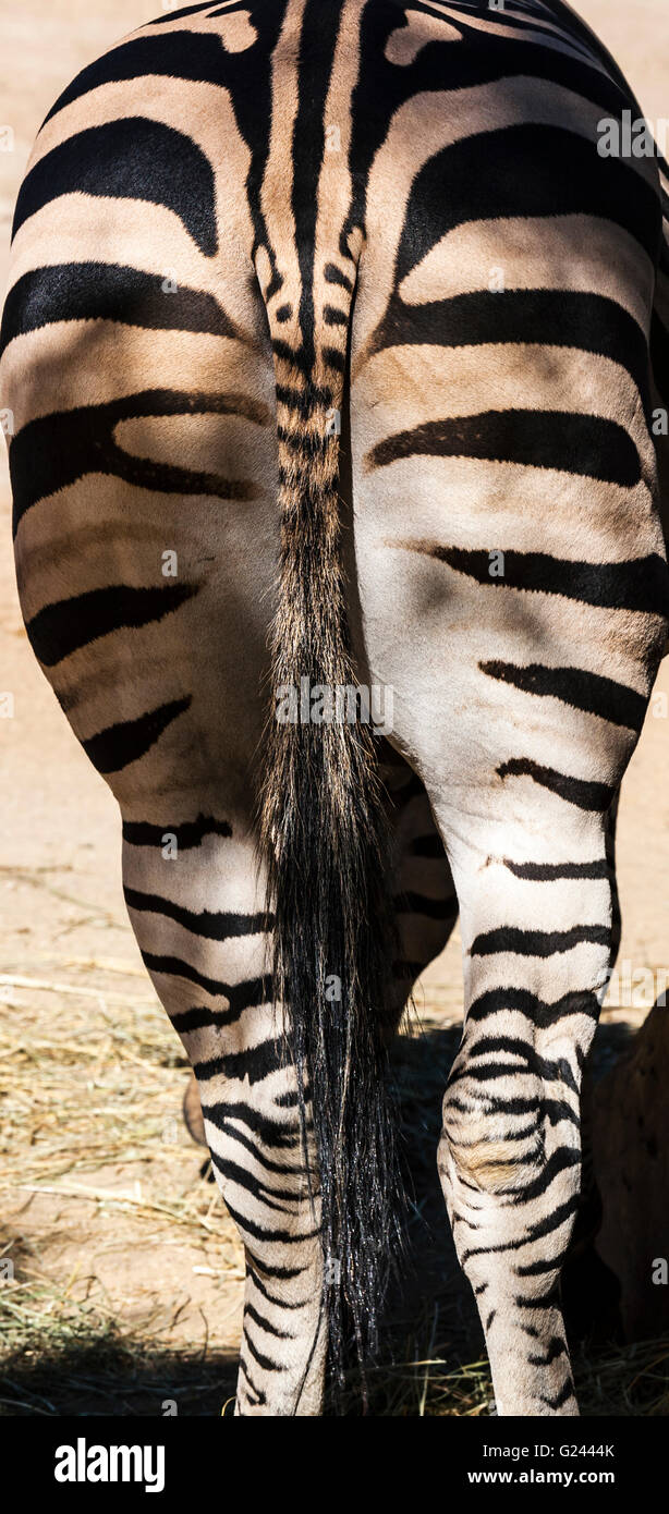 Equus Quagga Chapmani Zebra unten und Tail. Stockfoto