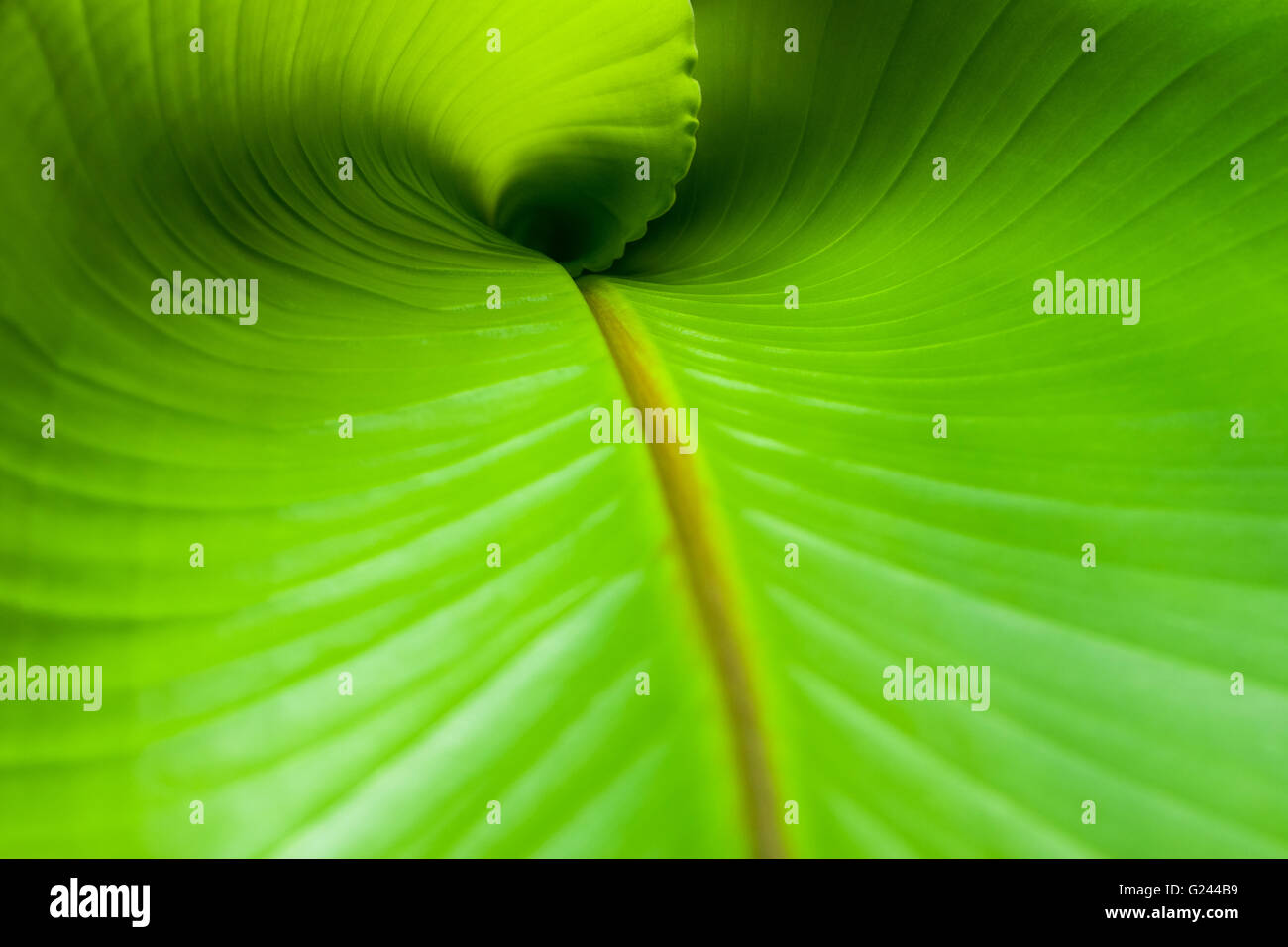 Eine neue gewellt Bananenblatt. Stockfoto