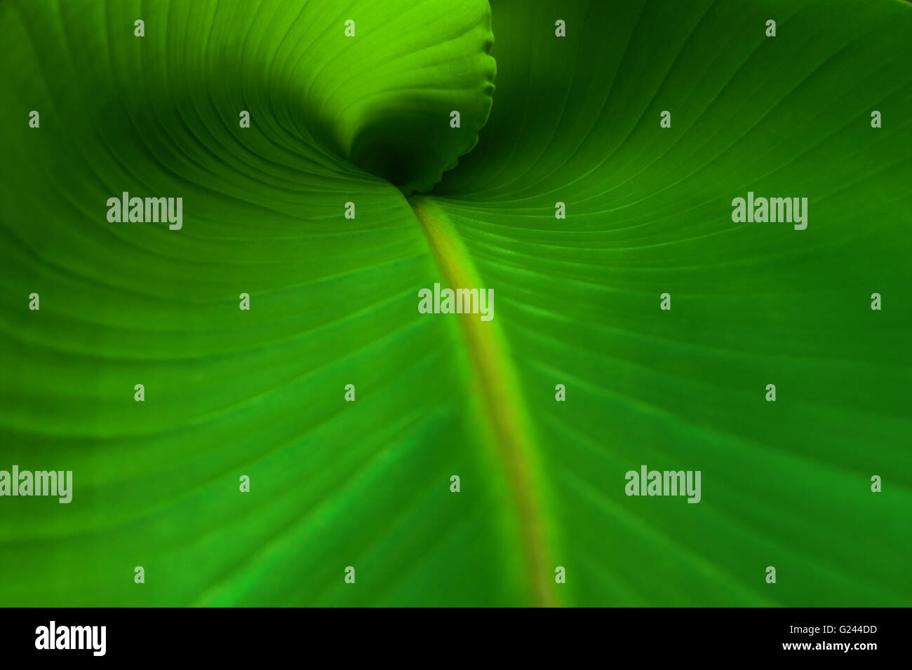 Eine Nahaufnahme von einem neuen Bananenblatt. Stockfoto