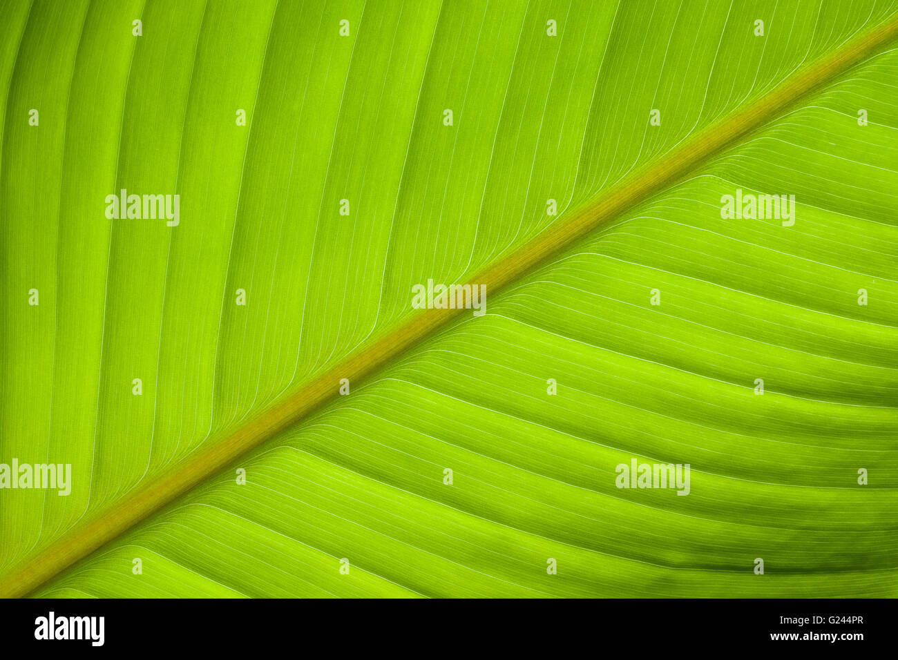 Textur der neue Banana Leaf. Stockfoto