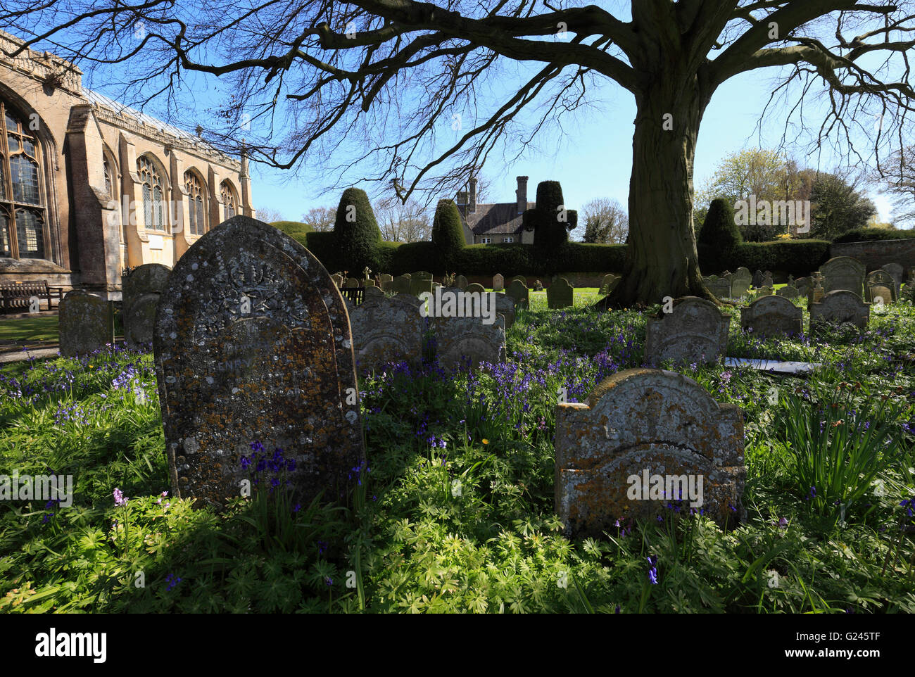 Grabsteine und Glockenblumen auf dem Friedhof von Walpole St Peter, Norfolk, England, UK. Stockfoto